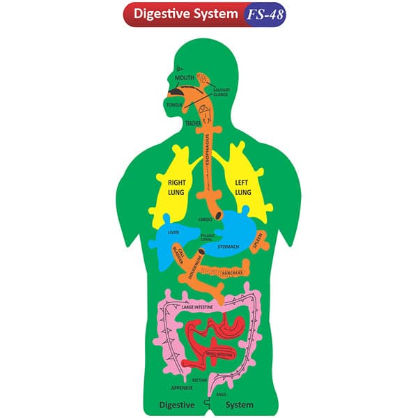 Digestive System Fs-48 Coloured