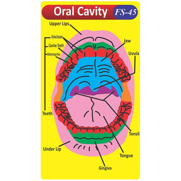 Oral Cavity Fs-45