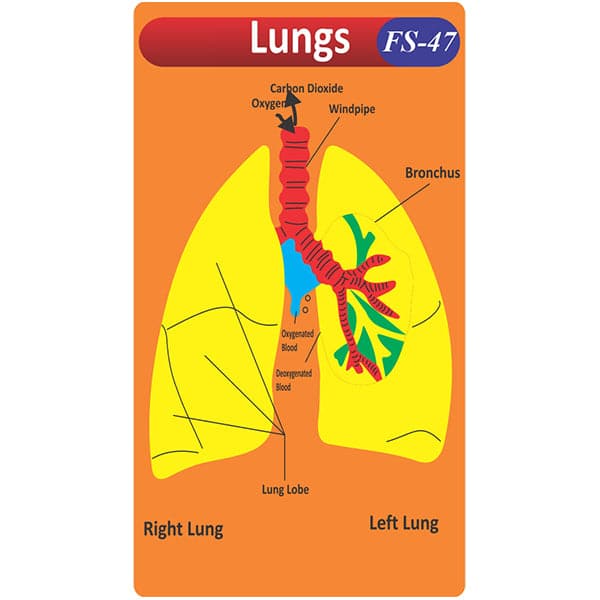 Lungs diagram Fs-47