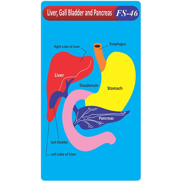 Liver,Gall Bladder and Pancreas Fs-46