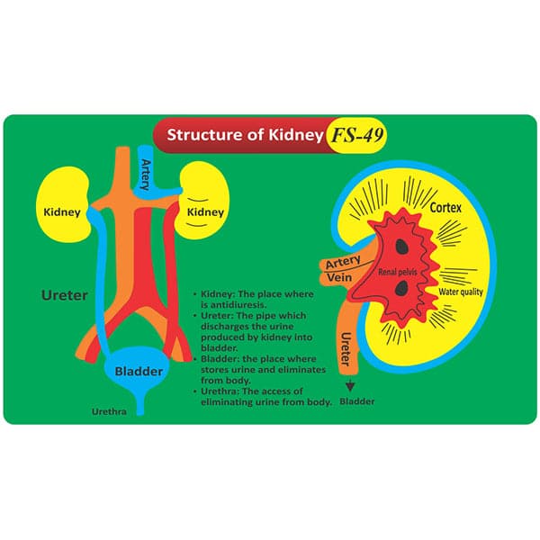 Structure of Kidney Fs-49 Coloured