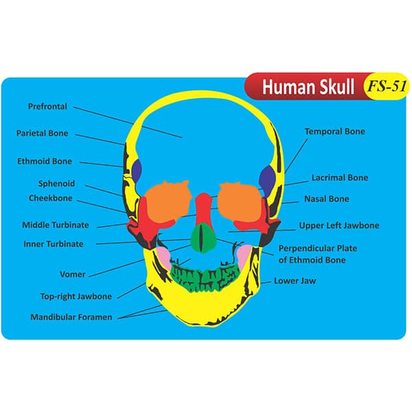 Human Skull Fs-51