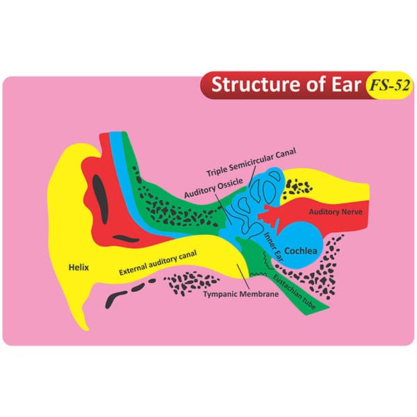 Structure of Ear Fs-52 Coloured